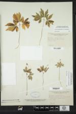 Anemone quinquefolia image