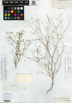 Image of Linum clevelandii