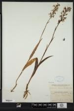 Platanthera lacera image