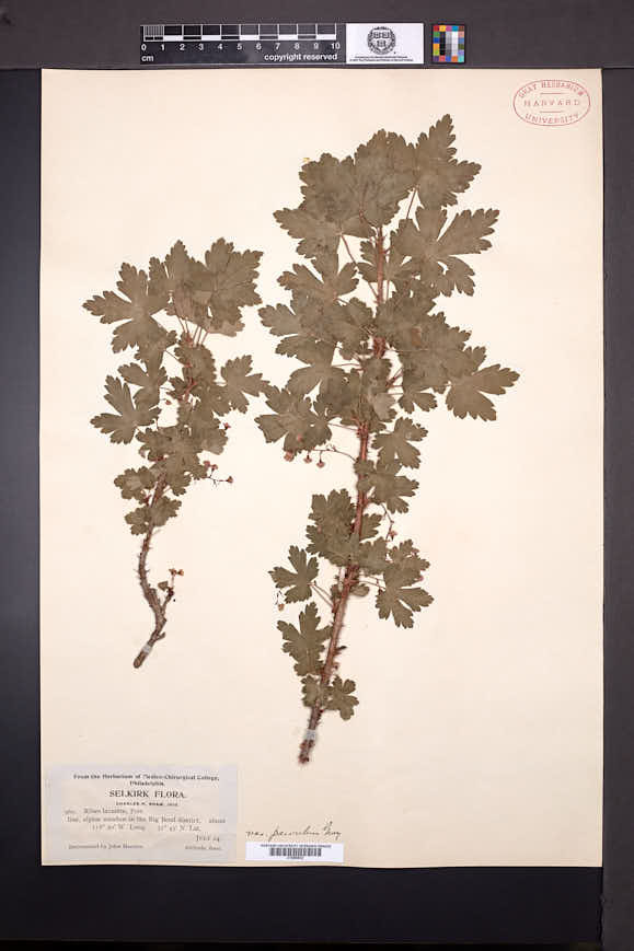 Ribes lacustre var. parvulum image