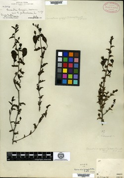 Image of Aureolaria greggii