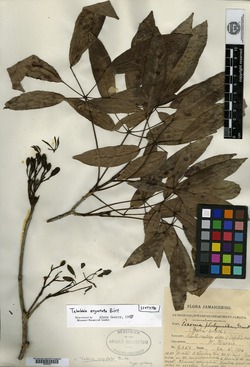Image of Tabebuia angustata