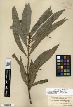Image of Psychotria pleuropoda