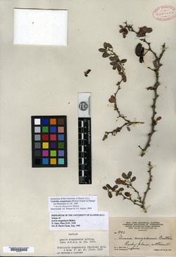 Image of Acacia anegadensis
