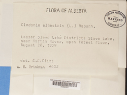 Cladonia stellaris image