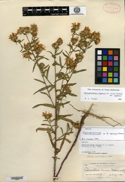 Image of Machaeranthera varians