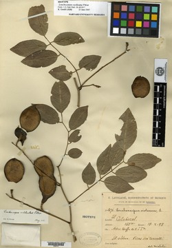 Lonchocarpus cochleatus image