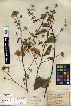 Pavonia melanommata image