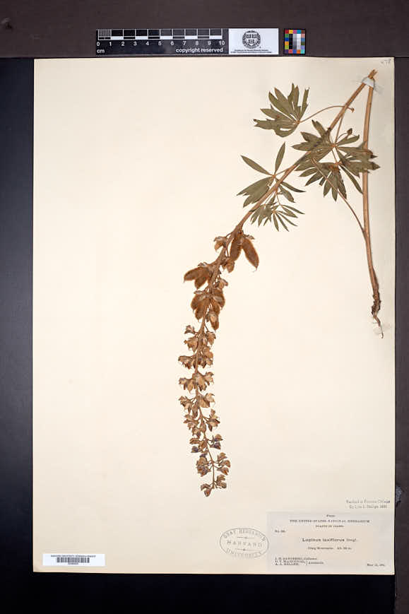 Lupinus arbustus image