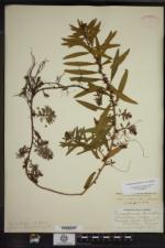 Proserpinaca palustris var. crebra image