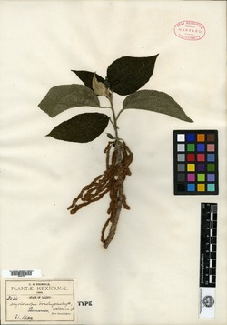 Image of Myriocarpa brachystachys