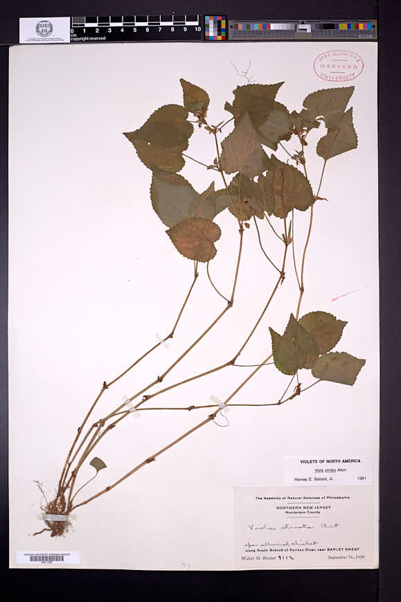Viola striata image