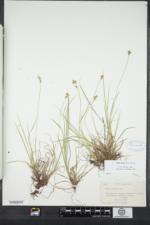 Carex peckii image