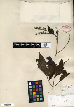 Image of Arachnothryx secundiflora