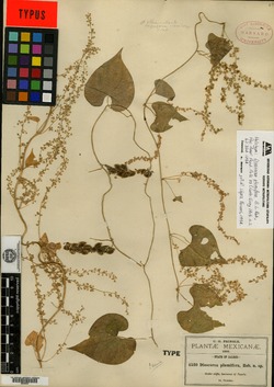 Dioscorea plumifera image