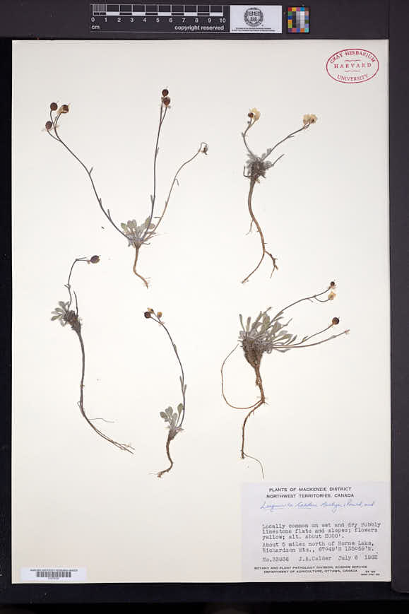 Image of Physaria calderi