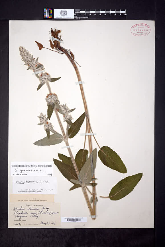 Stachys germanica image