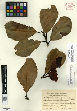 Image of Magnolia emarginata