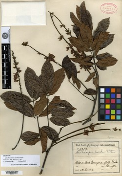 Image of Lonchocarpus macrophyllus
