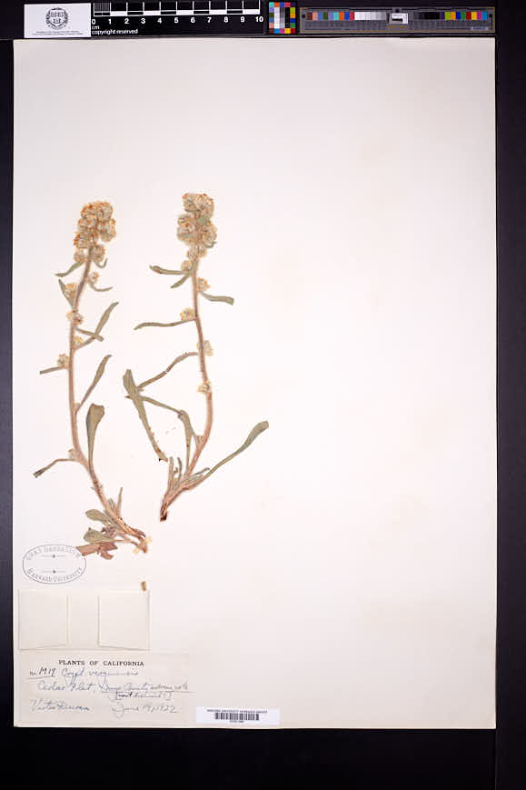 Oreocarya virginensis image