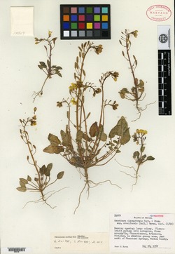 Image of Oenothera cruciformis