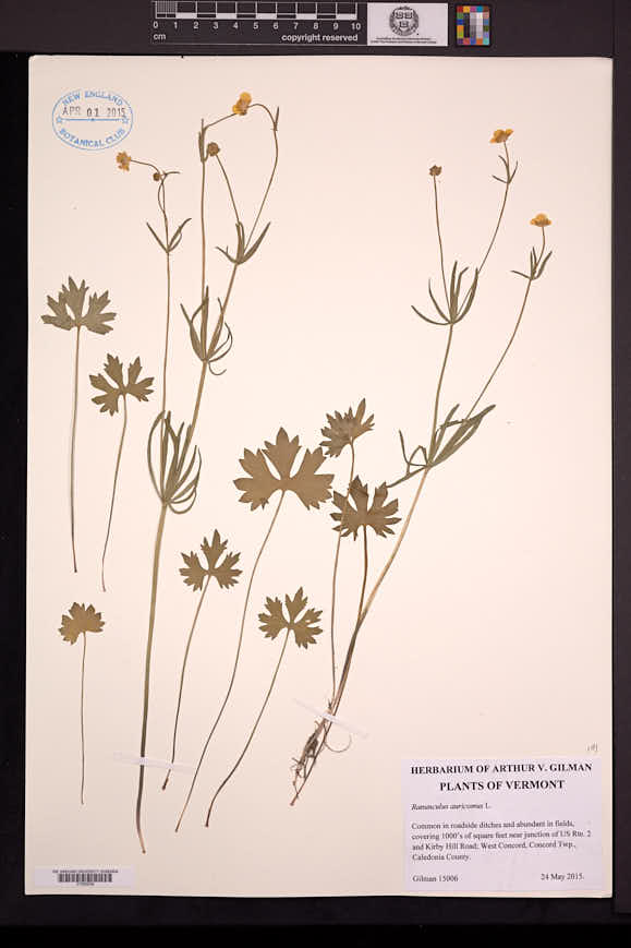 Ranunculus auricomus image
