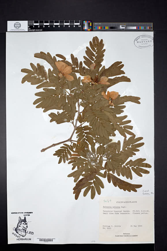 Image of Bulnesia arborea