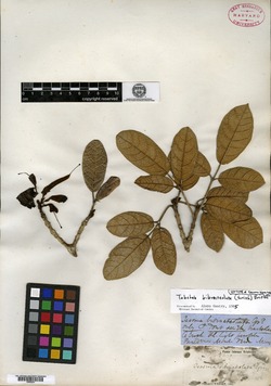 Image of Tabebuia bibracteolata