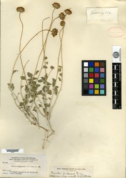 Encelia virginensis var. virginensis image