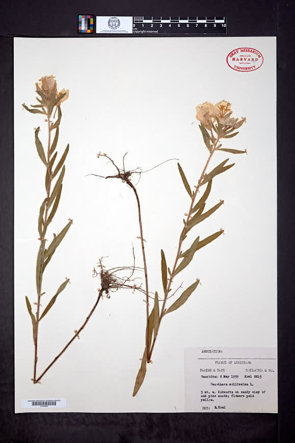 Oenothera mollissima image