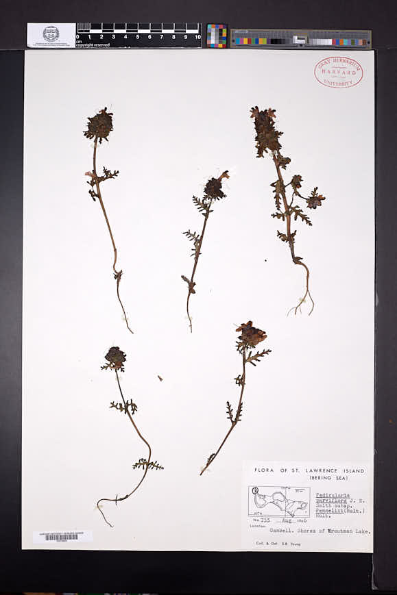Pedicularis parviflora subsp. pennellii image