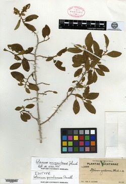 Solanum dasyanthum image