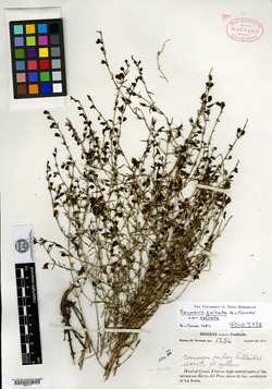 Image of Seymeria falcata
