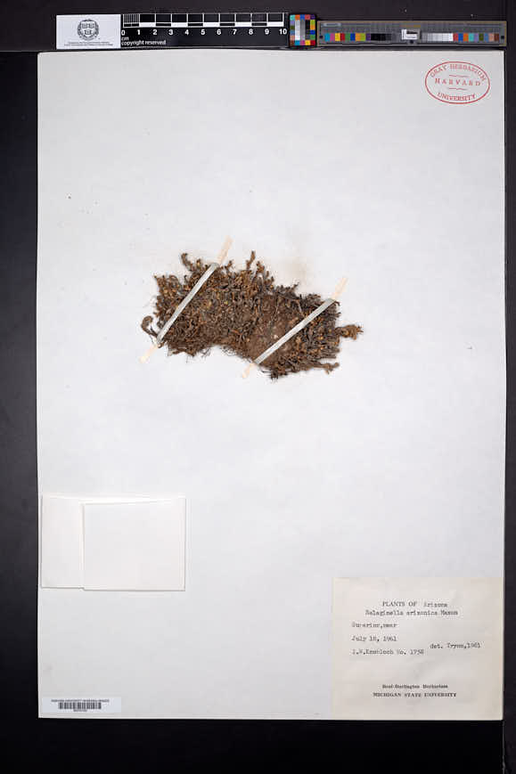 Selaginella arizonica image