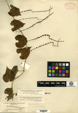 Image of Dioscorea albicaulis