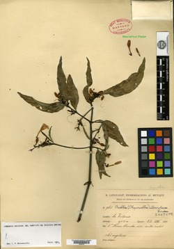 Image of Ruellia alboviolacea