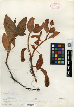 Image of Persicaria oregana