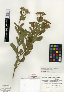 Image of Koanophyllon correlliorum
