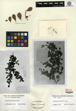 Coccoloba pauciflora image