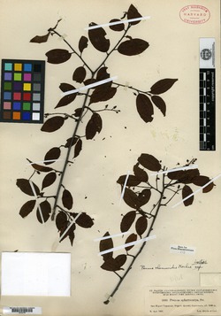 Image of Potentilla rhamnoides