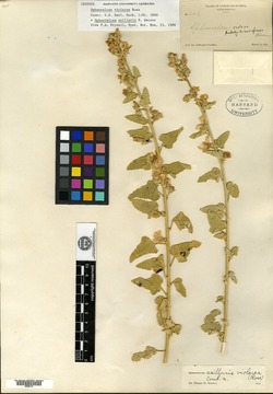 Sphaeralcea violacea image