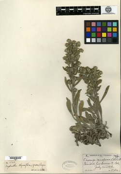 Image of Oreocarya monosperma