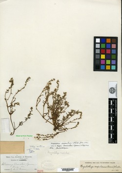 Allocarya cusickii image