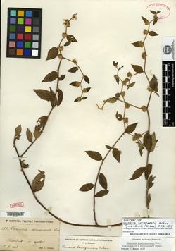 Image of Vernonia borinquensis