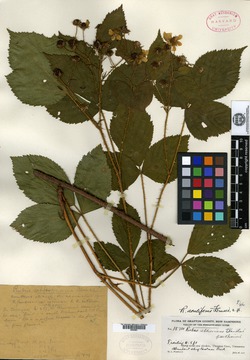 Rubus aculiferus image