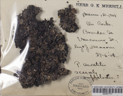 Parmelia omphalodes image