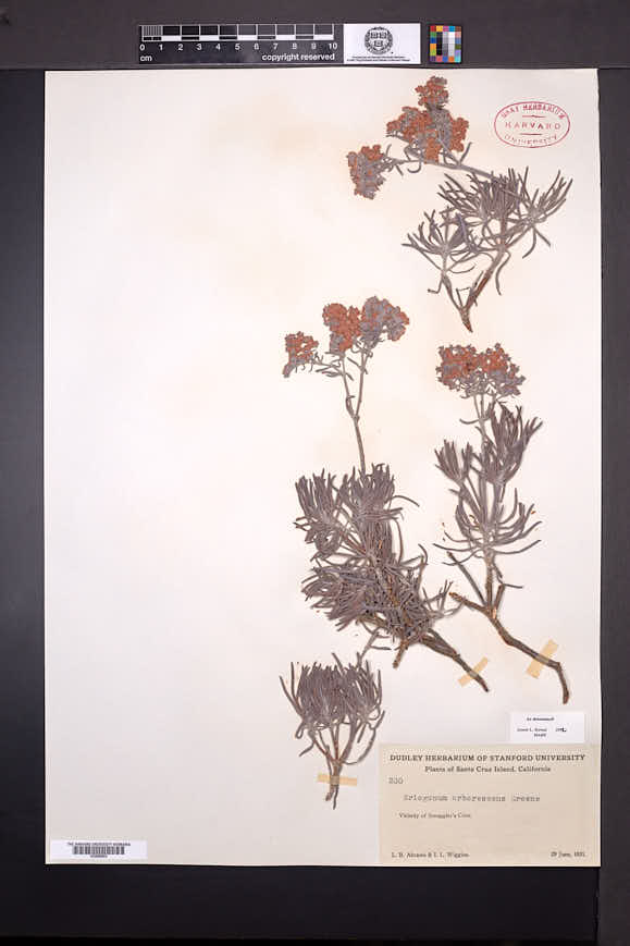 Eriogonum arborescens image