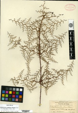 Image of Odontosoria wrightiana