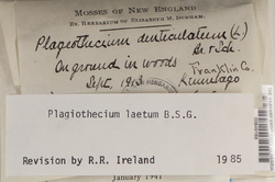 Plagiothecium laetum image