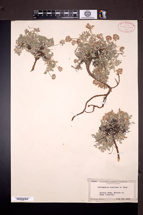 Astragalus austiniae image